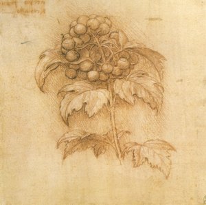 クランベリー 作： Leonardo da Vinci